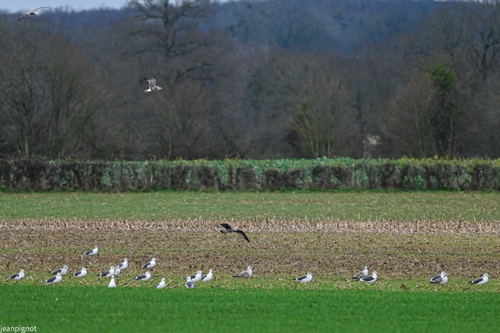 DSC_0684_2235.JPG