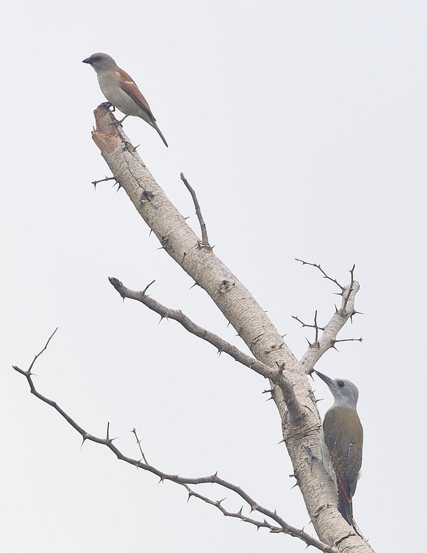 DS5_0035.jpg