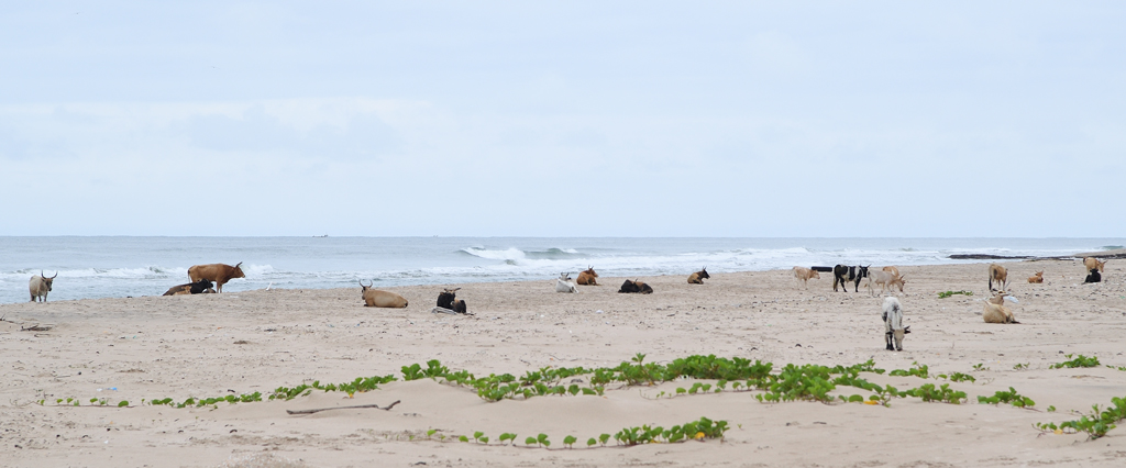 DS5_0121.jpg