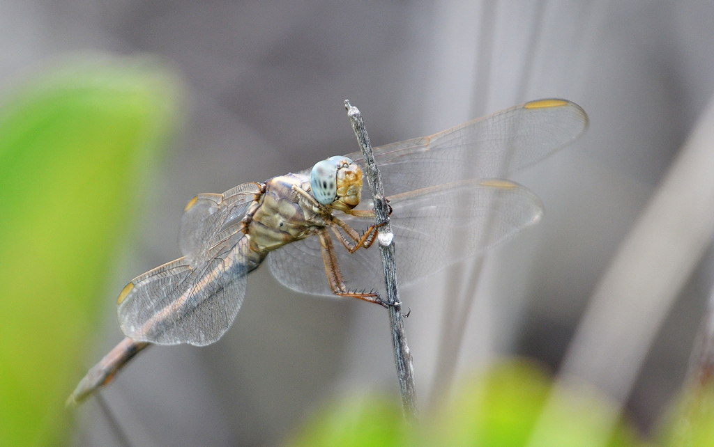 DSC_8264.jpg