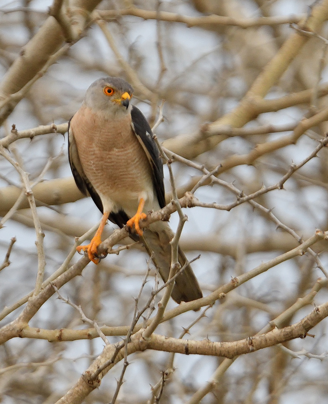DSC_8416.jpg