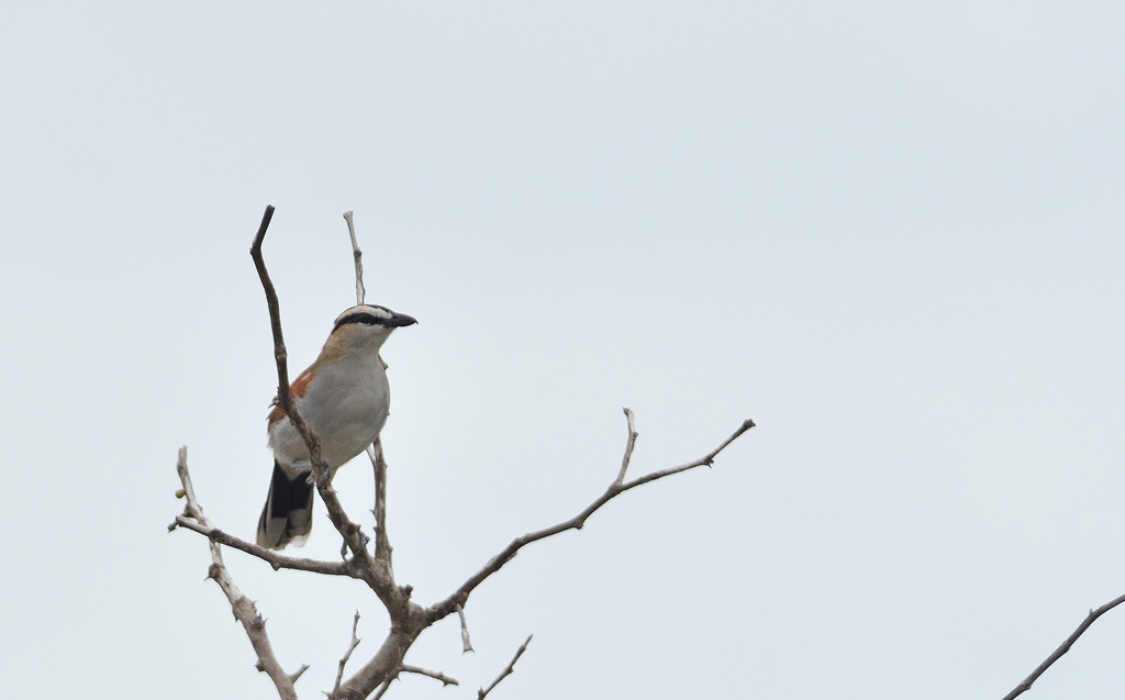 DSC_8305.jpg