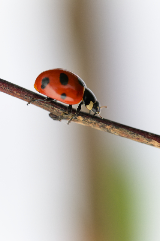 Coccinella magnifica4.jpg