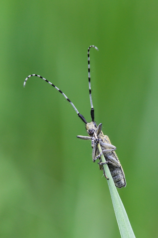 agapanthia villosoviridescens3.jpg