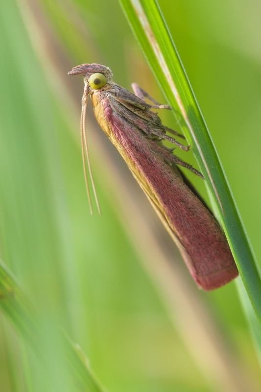 oncocera semirubella6.jpg