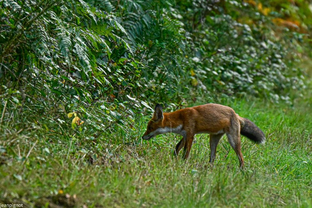 septembre rencontre avec ce renard_2248.JPG