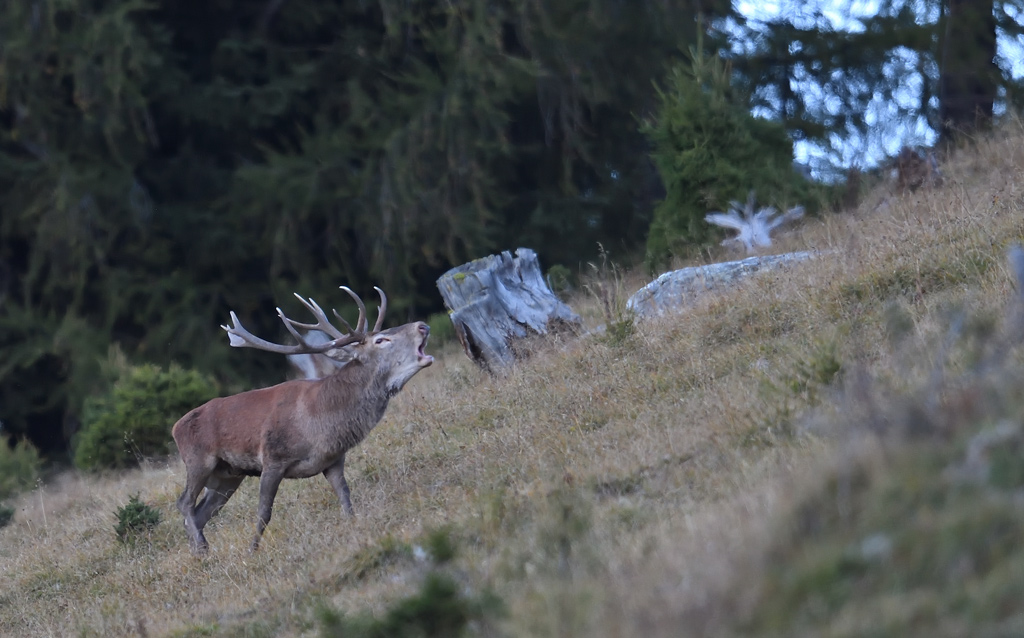 DS5_1358.jpg