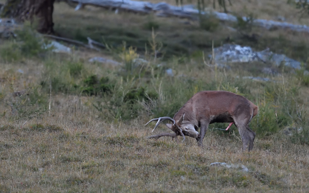 DS5_1388.jpg