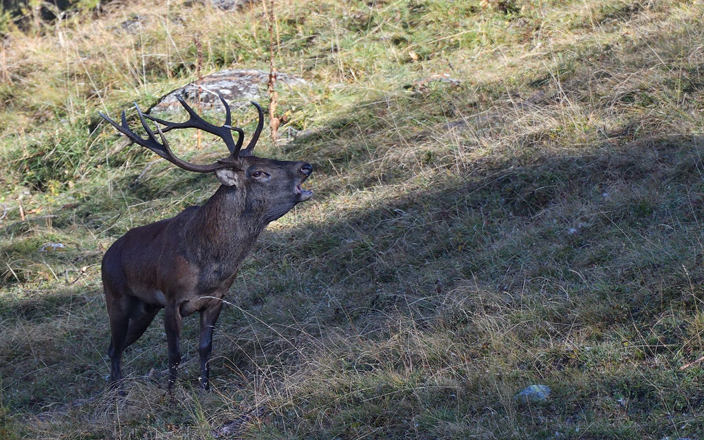 DSC_9932.jpg