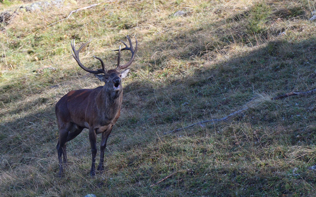 DSC_9951.jpg