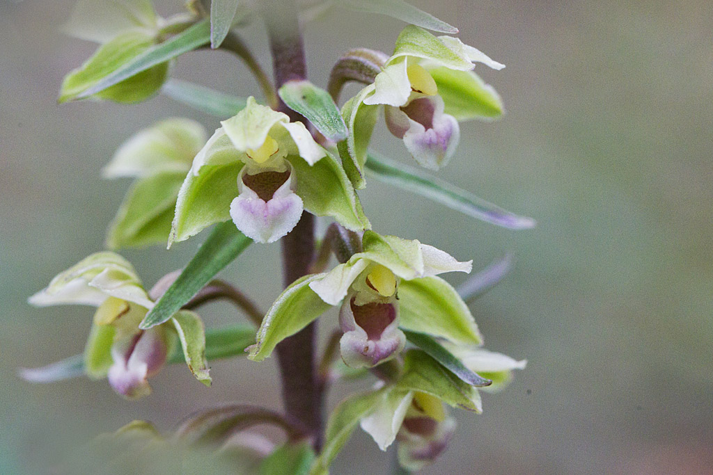 8 - Epipactis purpurata.jpg