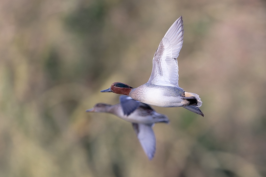 DSC_1170_DxO.jpg
