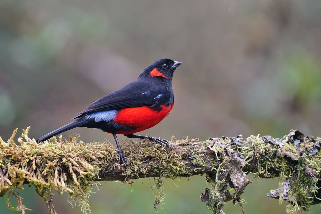 120-Tangara_à_ventre_rouge_-_Thermales_del_ruiz[1].JPG