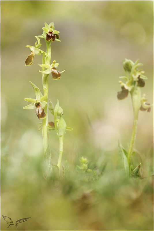 Ophrys occidentalis.jpg