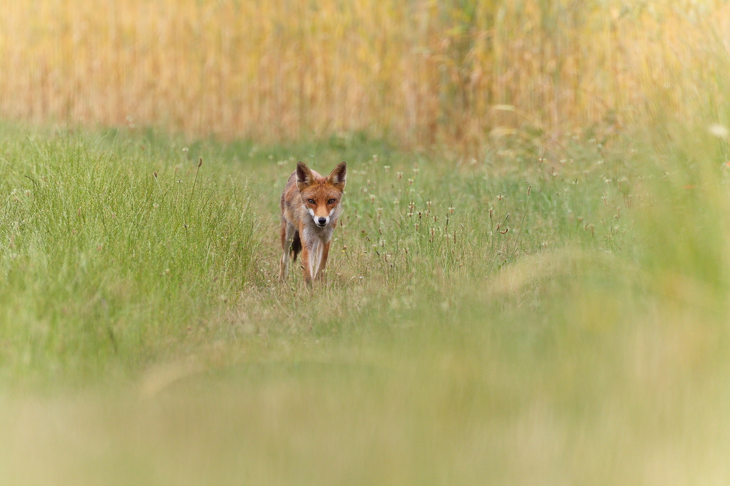 Renard roux-1.jpg