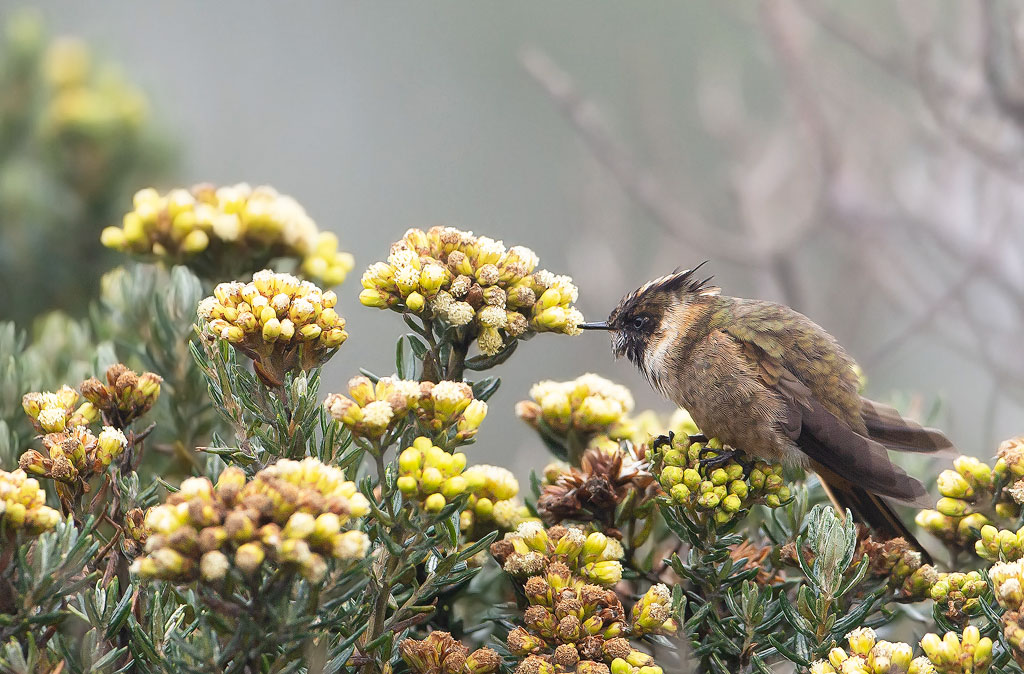 _MGL9942Colibri fauve.jpg