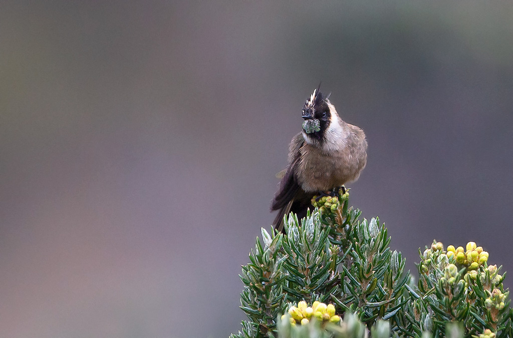 _MGL9883Colibri fauve.jpg