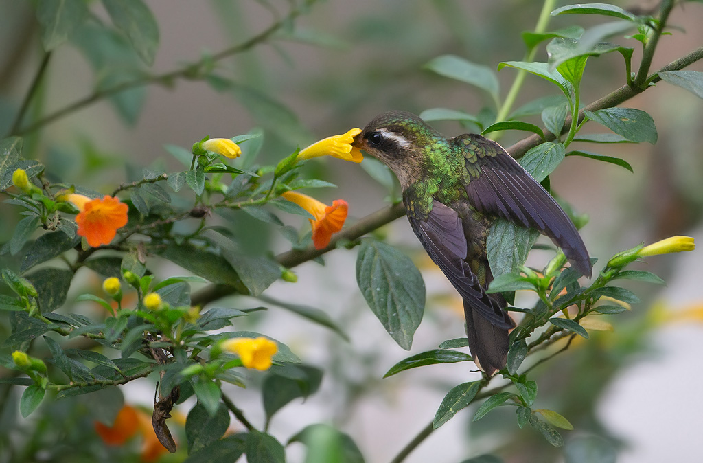 _MGL9347Colibri moucheté.jpg