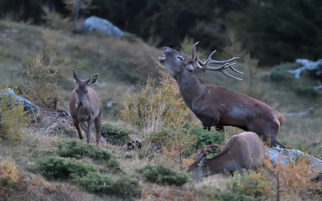 DS5_1461.jpg