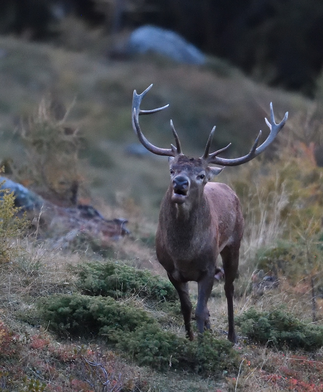 DS5_1468.jpg