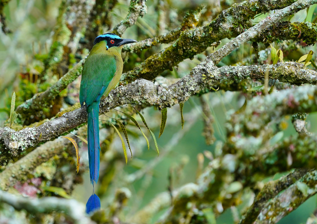 143.Motmot d'Equateur - Paraiso verde.JPG