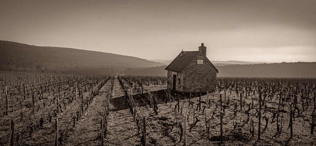 Au milieu des vignes -2-_1_01.jpg