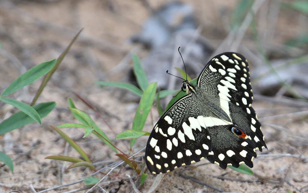 DSC_8262.jpg