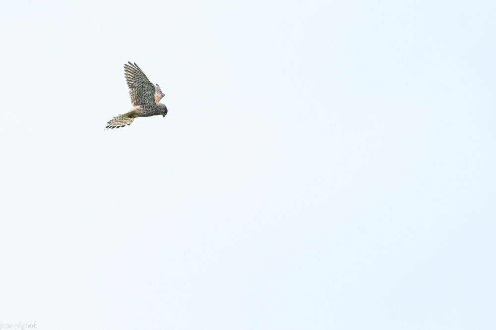 DSC_3466_2319.JPG