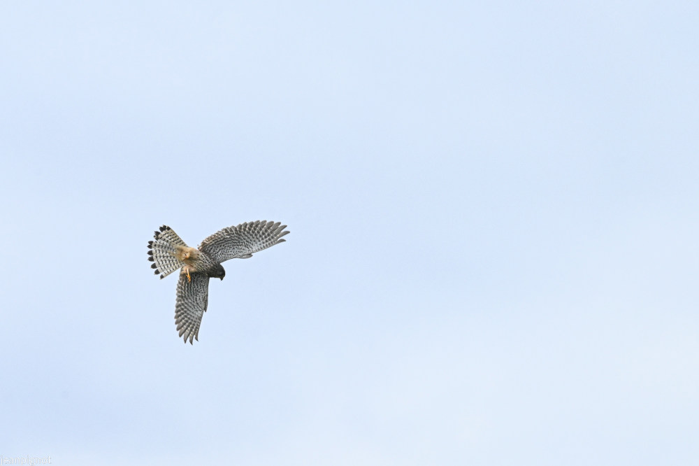 DSC_3486_2320.JPG
