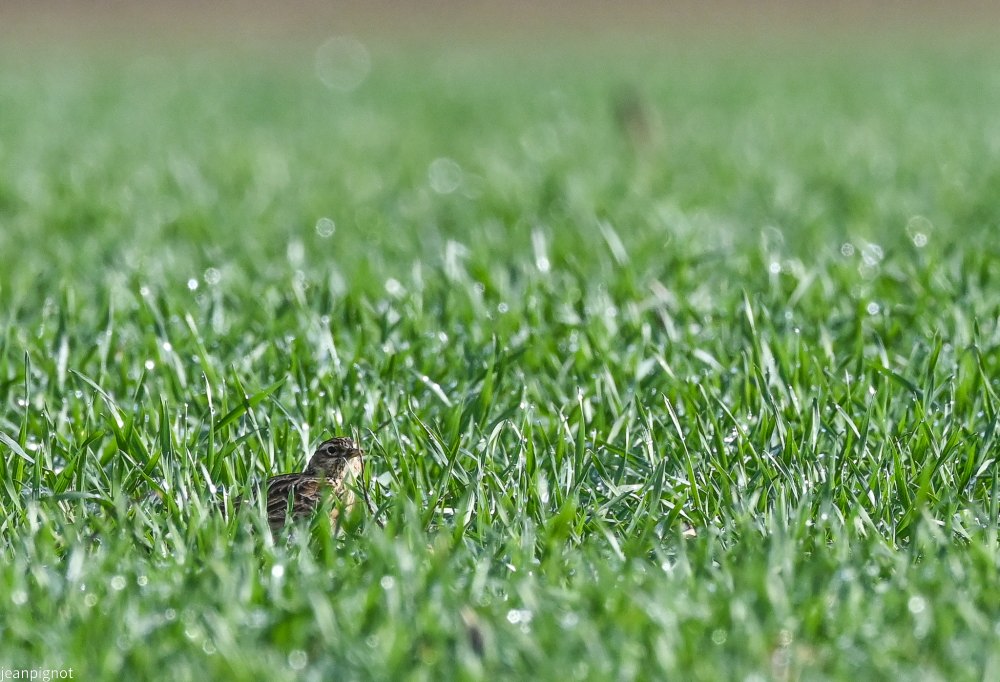 DSC_3529_2335.JPG