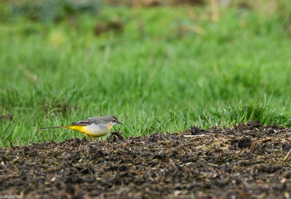 DSC_3755_2332.JPG