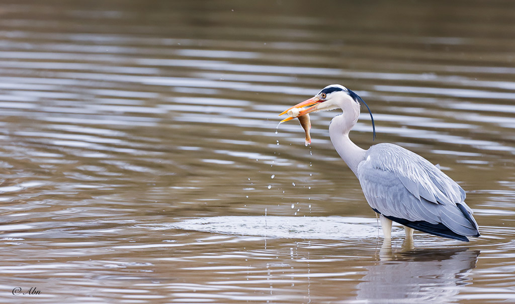 HERON-1.jpg