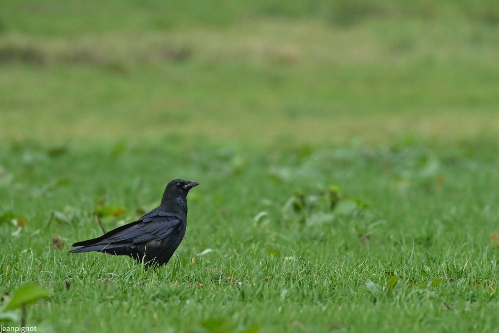 DSC_0886_2255.JPG