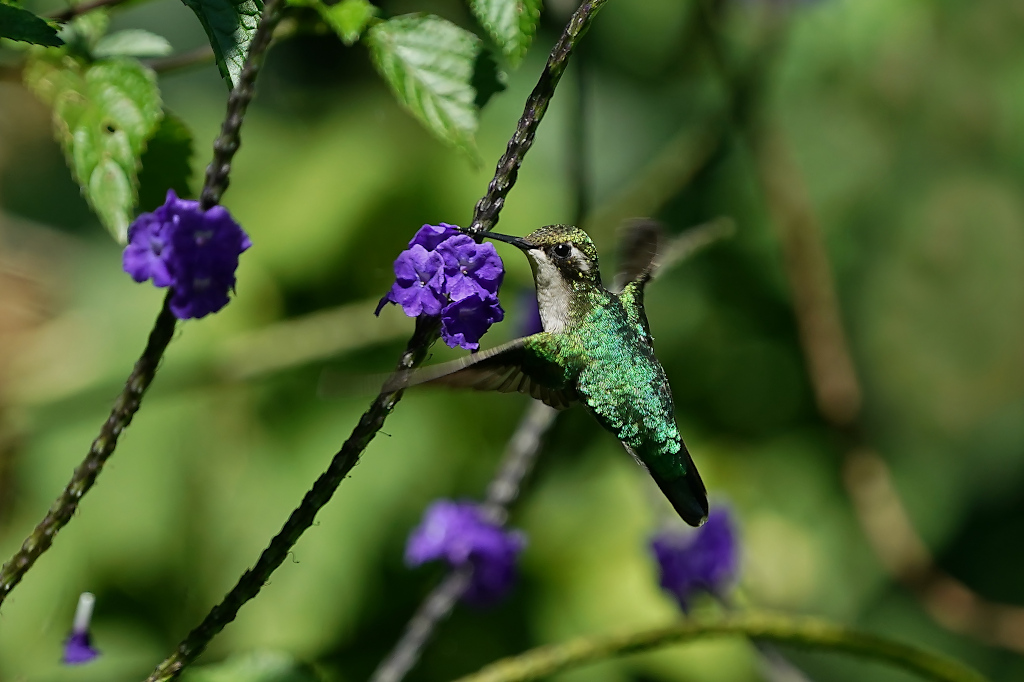 165-Emeraude orvert fem - Jardin.JPG