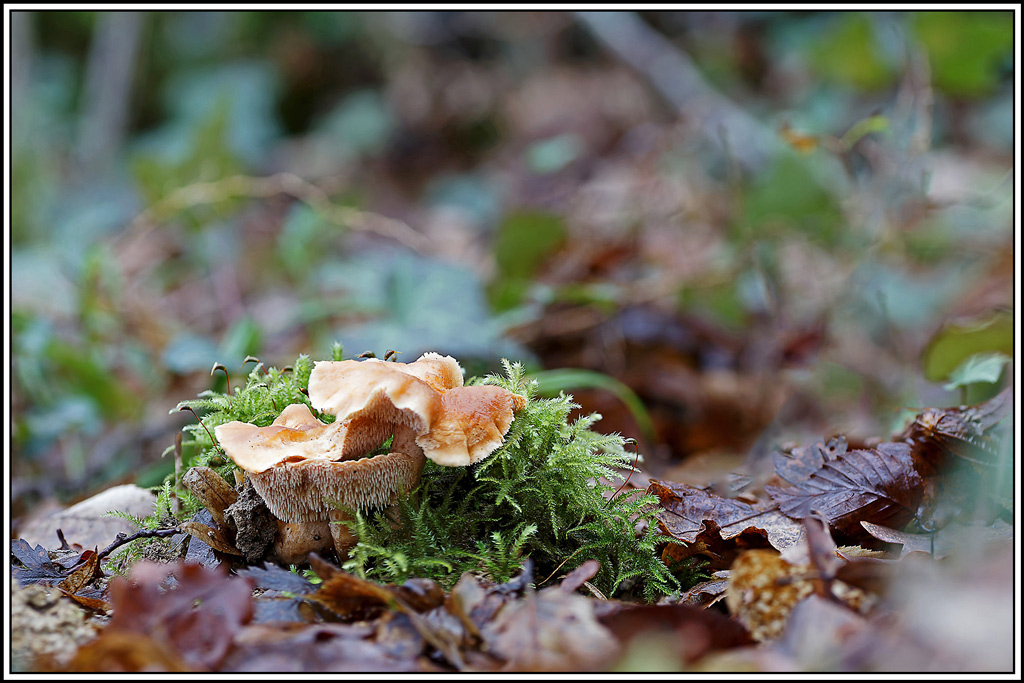 champignon(742_745)Hydne_roussissant(Hydnum_rufescens).jpg
