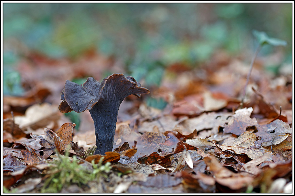 champignon(746_755)Trompette_de_la_mort(Craterellus_cornocopioides).jpg