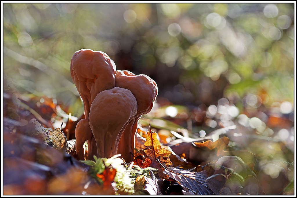 champignon(773_778)Clavaire_en_pilon(Clavariadelphus_pistillaris).jpg