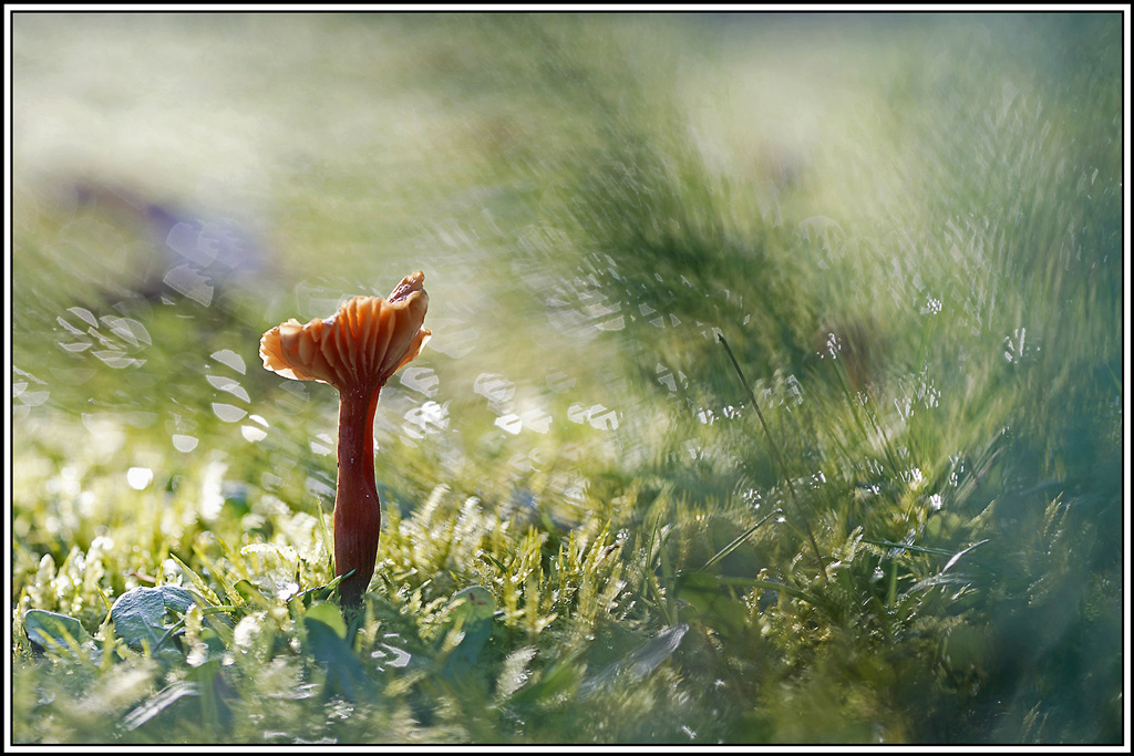 champignon(787)Clitocybe_laqué(Laccaria_laccata).jpg