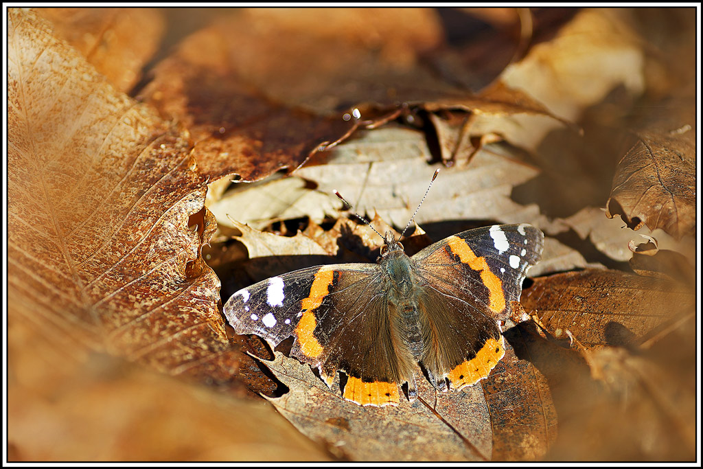 Vulcain(Vanessa_atalanta)(18_27).jpg