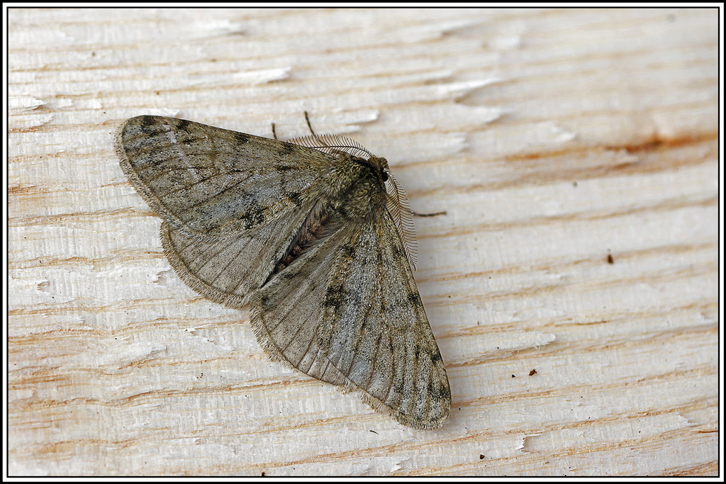 Phalène_velue(Phigalia_pilosaria)(6_8).jpg