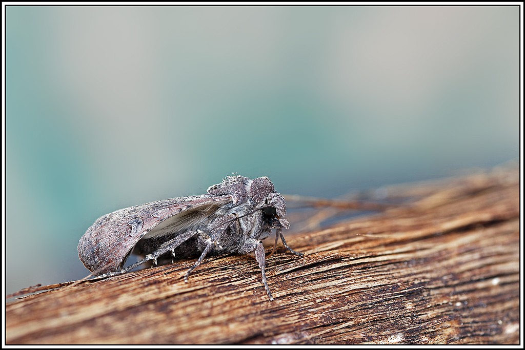 Noctuelle_blessée(Peridroma_saucia)(26_32).jpg