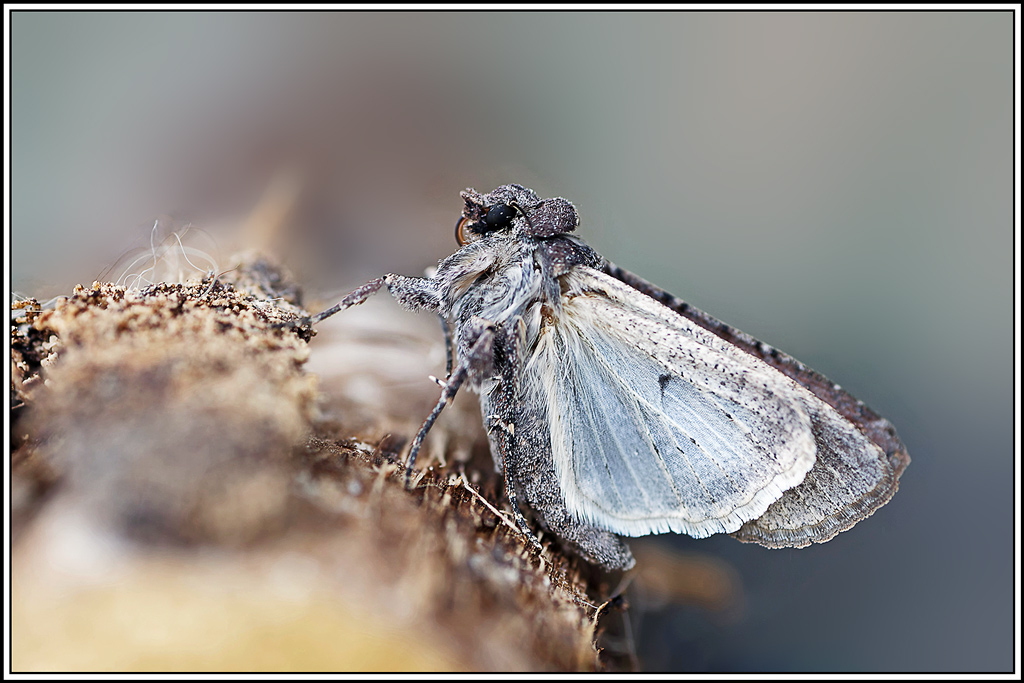 Noctuelle_blessée(Peridroma_saucia)(34).jpg