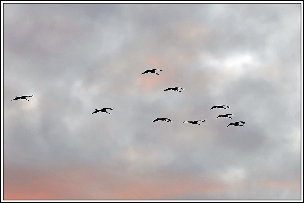 grue_cendree(791).jpg