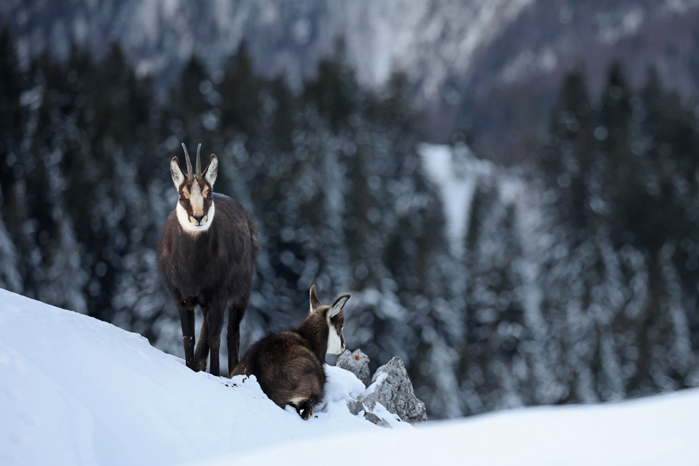 chamois2814-web.jpg