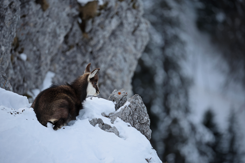 chamois2816-web.jpg