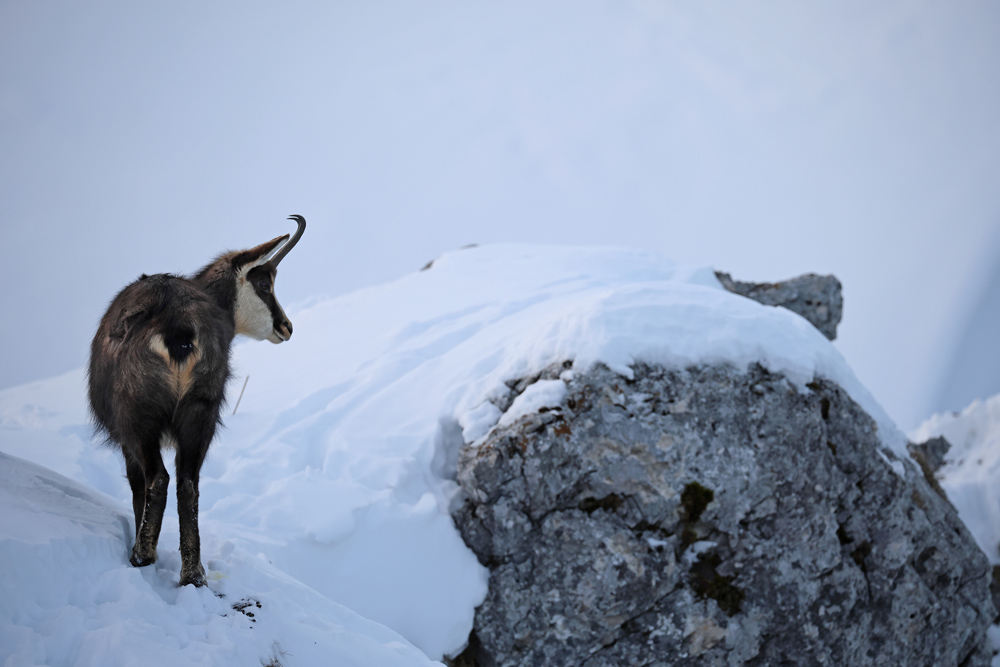 chamois2818-web.jpg