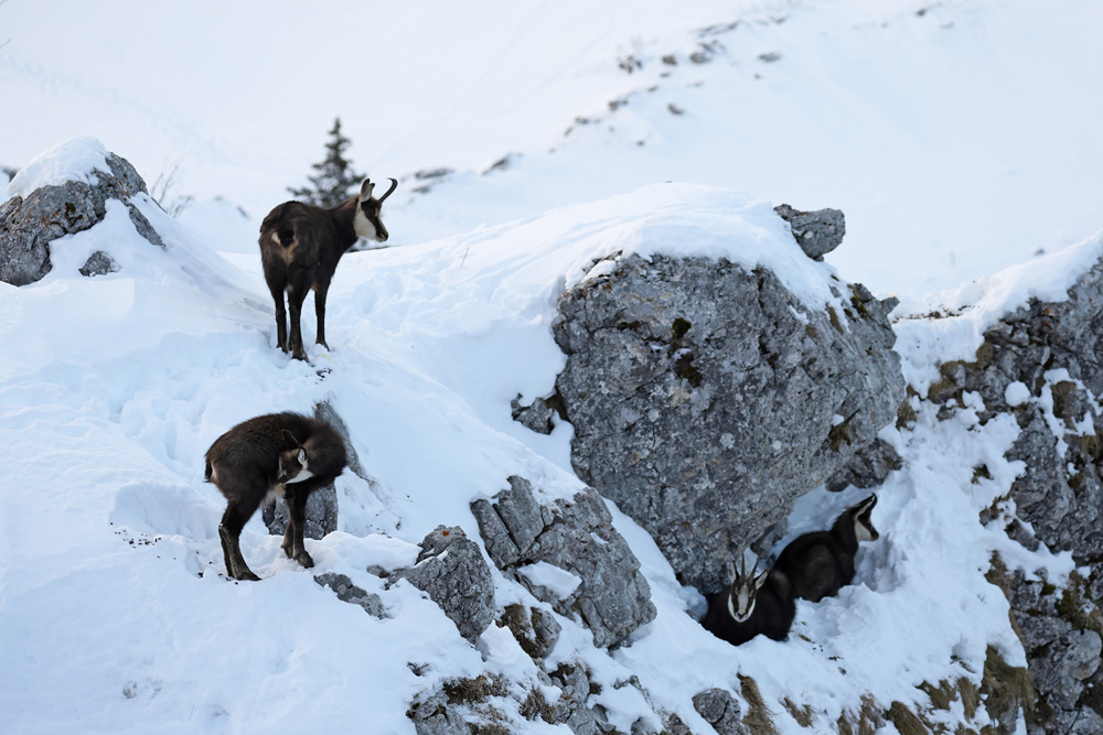 chamois2819-web.jpg