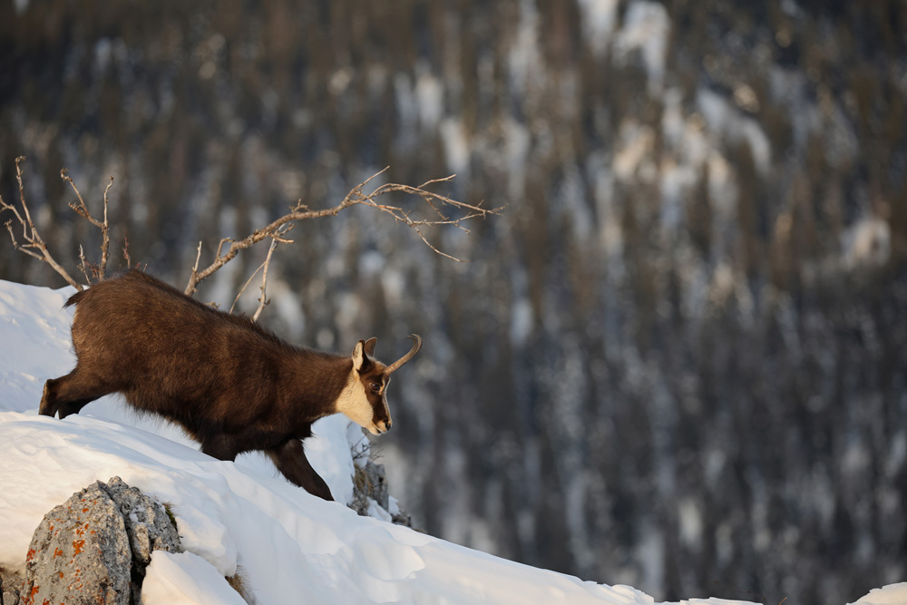 chamois2822-web.jpg