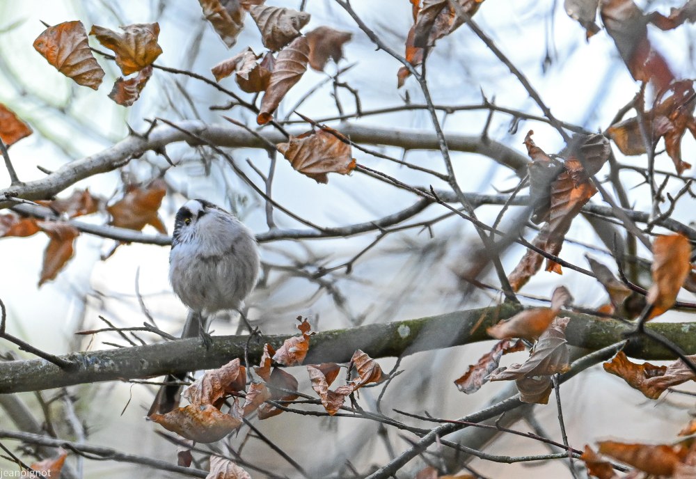 DSC_0938_2272.JPG