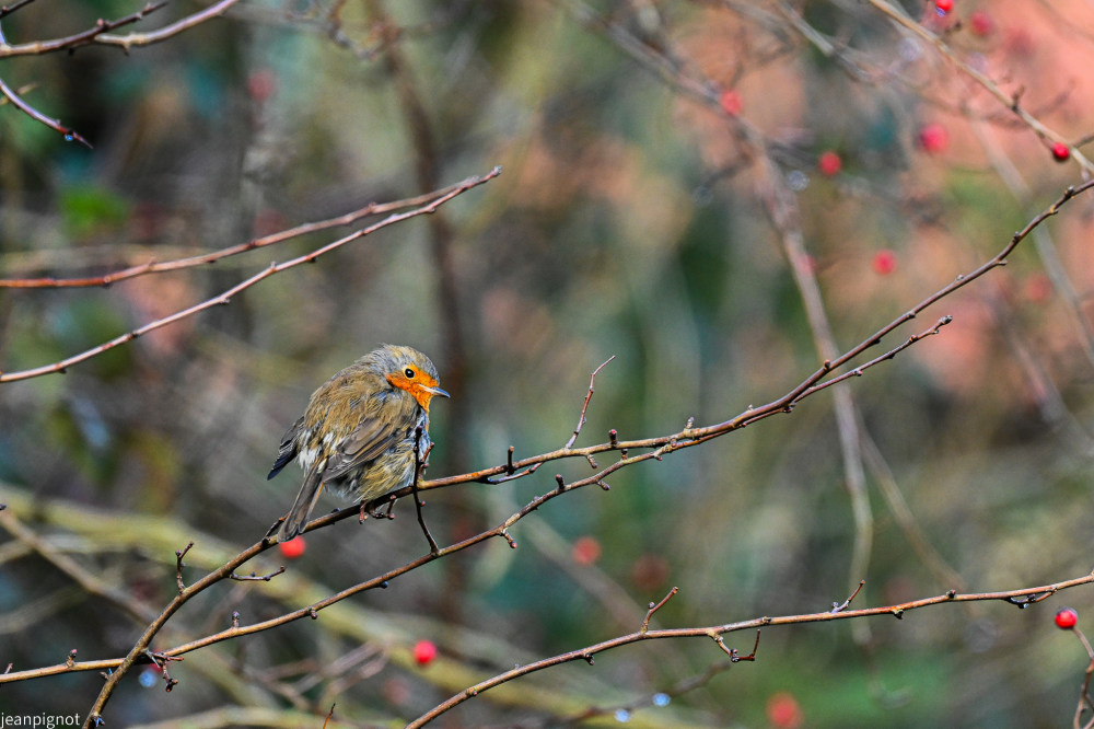 DSC_4182_2341.JPG